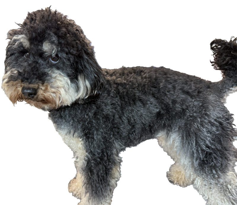 Bernedoodle before pic